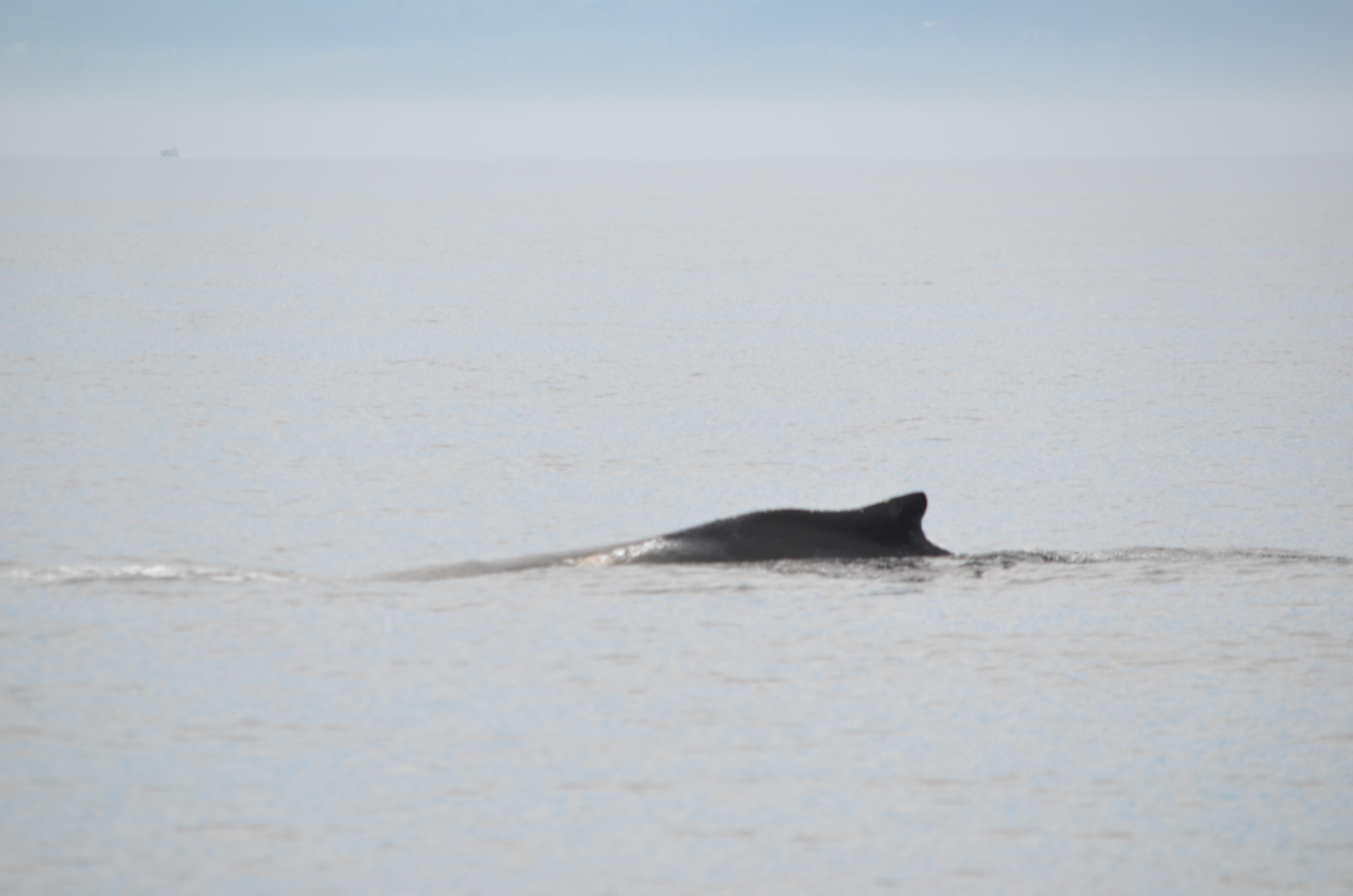 photos/wildlife/Mammal_Species/Humpback Whale/DSC_0026.JPG